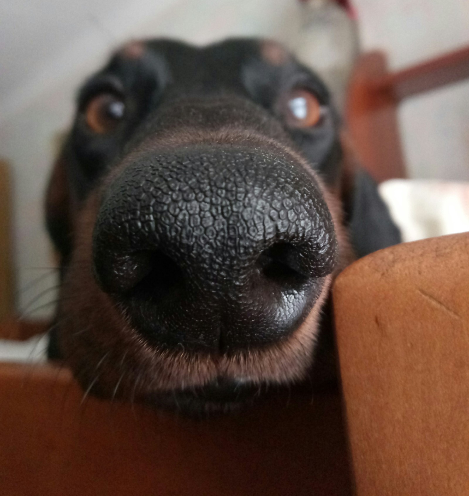 Funny photo of a dachshund - My, Dachshund, The photo, Funny