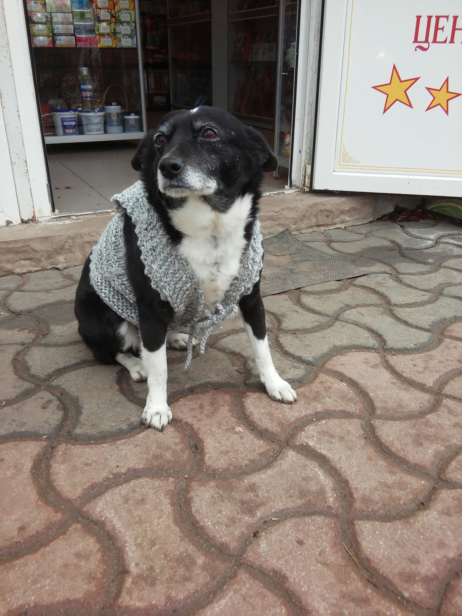 The stray dog ??was freezing, the dog was tied up with a vest :3 - My, Dog, Winter, Kindness, Longpost