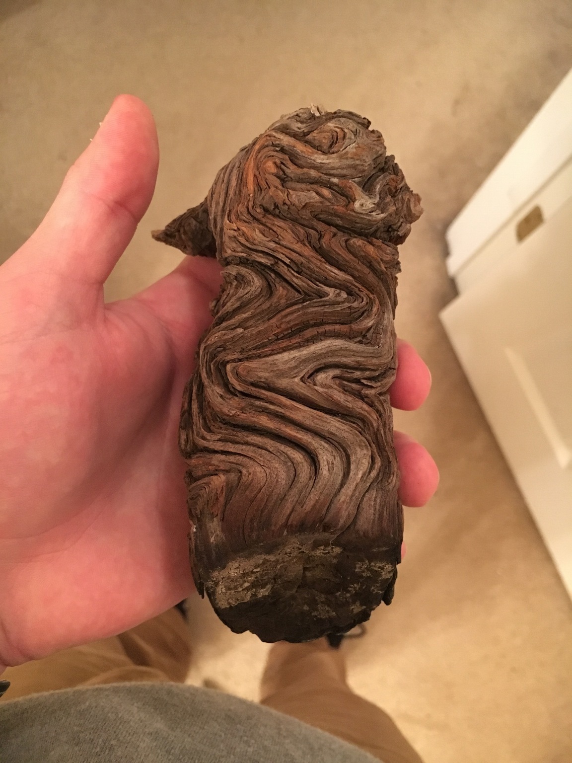 I climbed a mountain in Colorado and found this piece of wood that was struck by lightning. - Tree, Lightning, Interesting, Reddit, , 