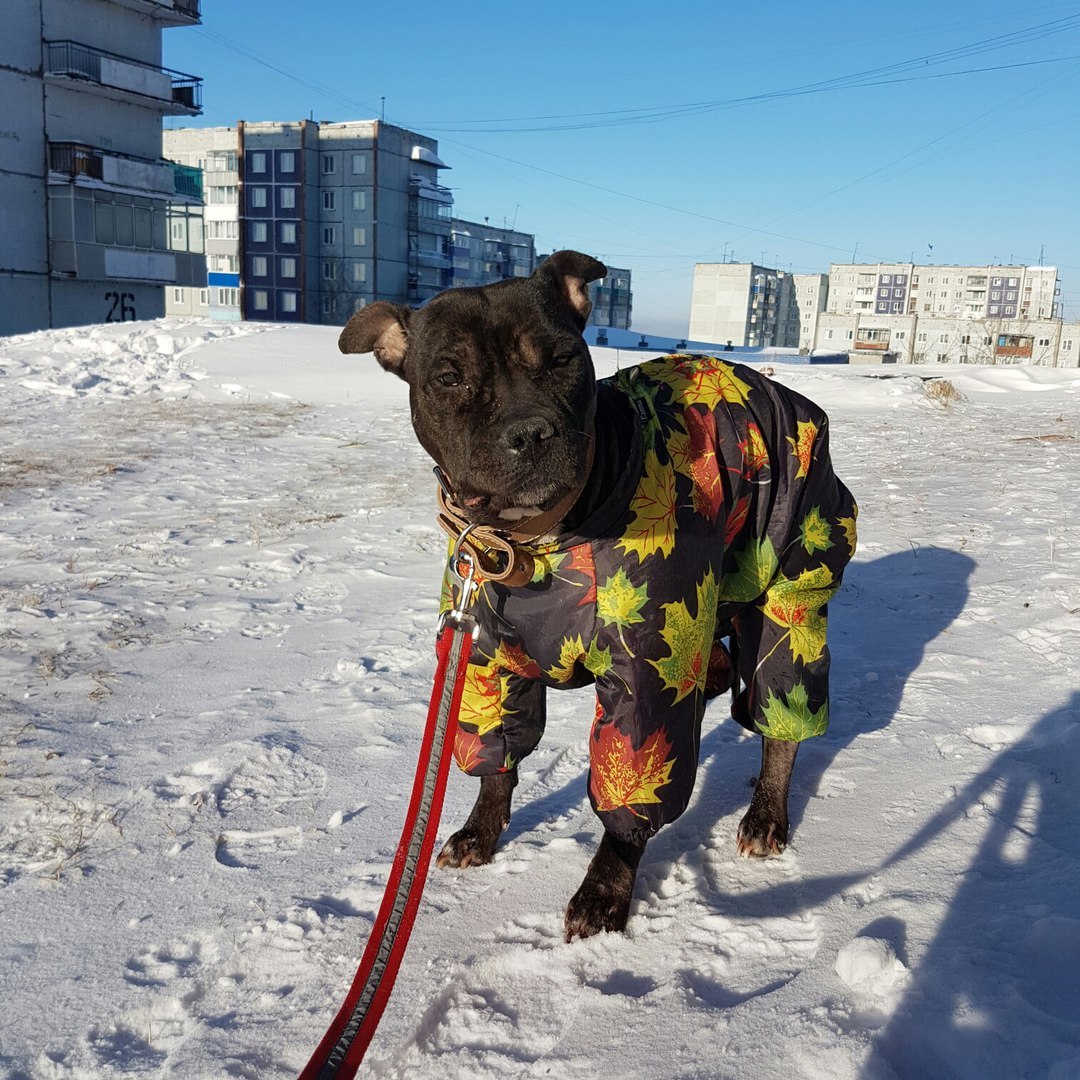 Find a good heart! - My, Dog, Master, , Volunteering, In good hands, Novokuznetsk, Longpost