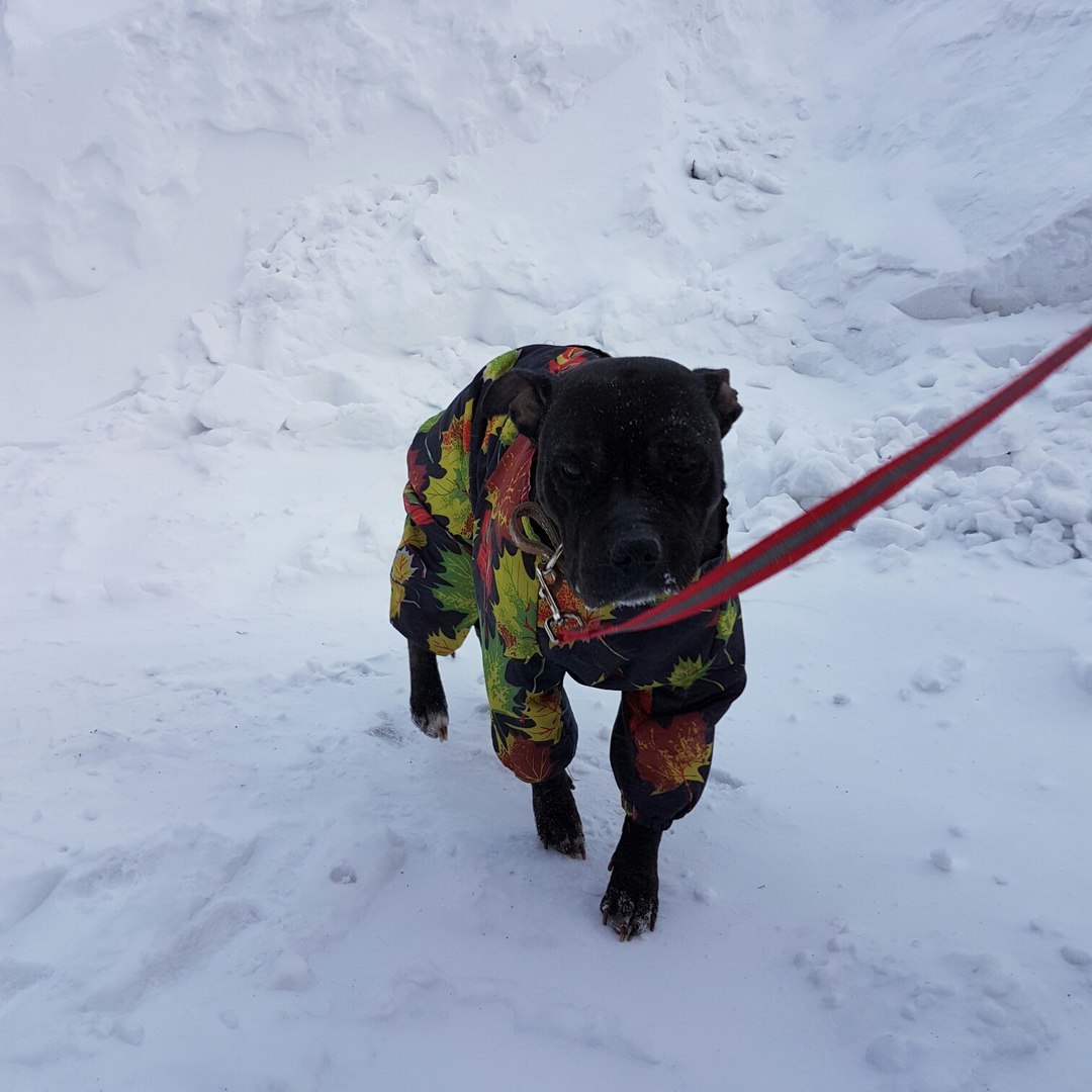 Find a good heart! - My, Dog, Master, , Volunteering, In good hands, Novokuznetsk, Longpost