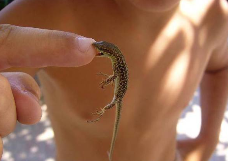 Dude! Well you got it!!! - The photo, Lizard, Danger