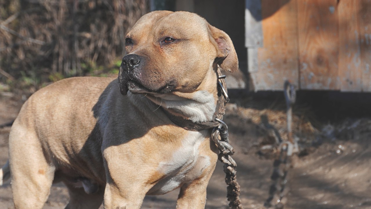 Pitbull is man's best friend - My, Pitbull, Dog, Animals, The photo