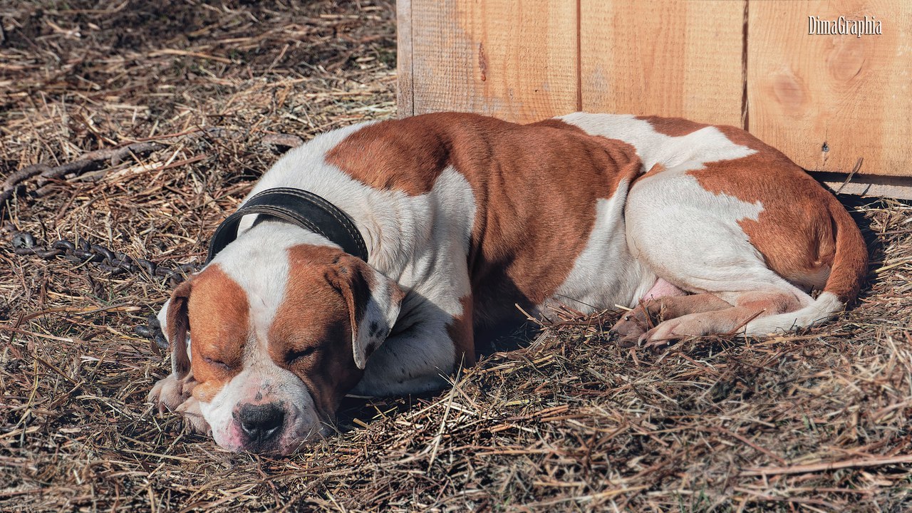 Pitbull is man's best friend - My, Pitbull, Dog, Animals, The photo