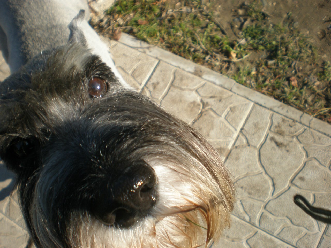 My dog. - My, The photo, Dog, Standard Schnauzer, Friend, , Longpost