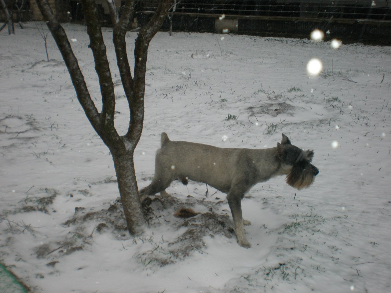 My dog. - My, The photo, Dog, Standard Schnauzer, Friend, , Longpost