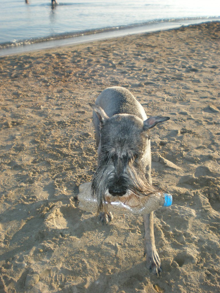 My dog. - My, The photo, Dog, Standard Schnauzer, Friend, , Longpost