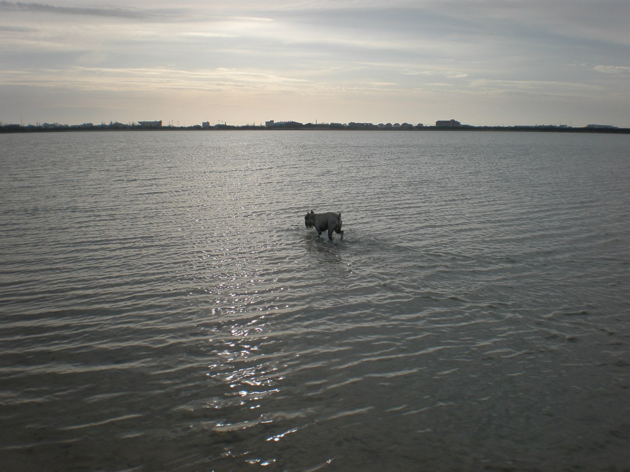 My dog. - My, The photo, Dog, Standard Schnauzer, Friend, , Longpost