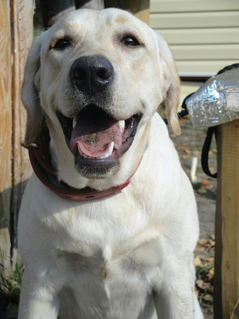 I'll rest and play again - My, Labrador, Dog, The photo