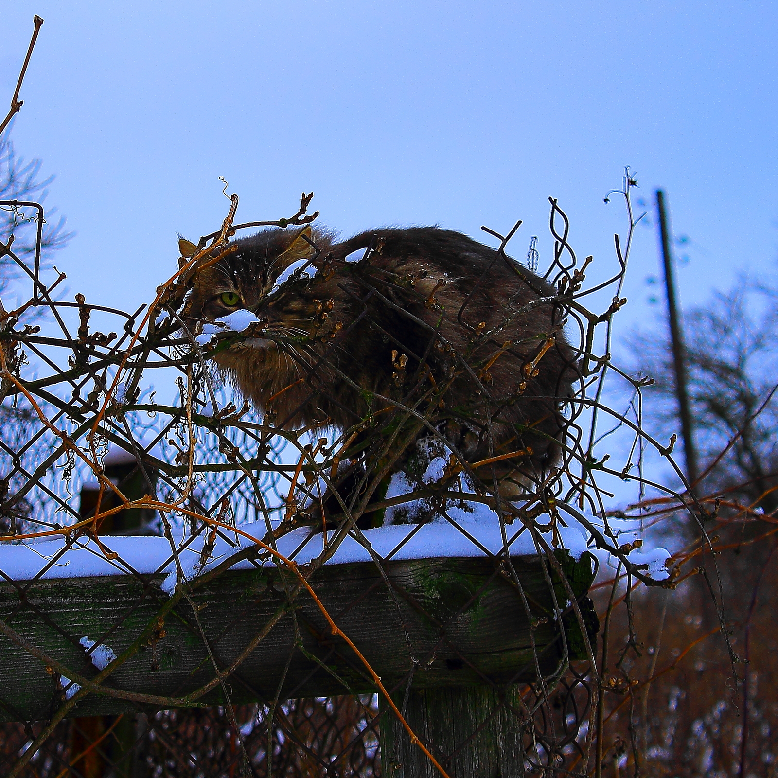 Hide and seek - My, cat, Hide and seek, Winter