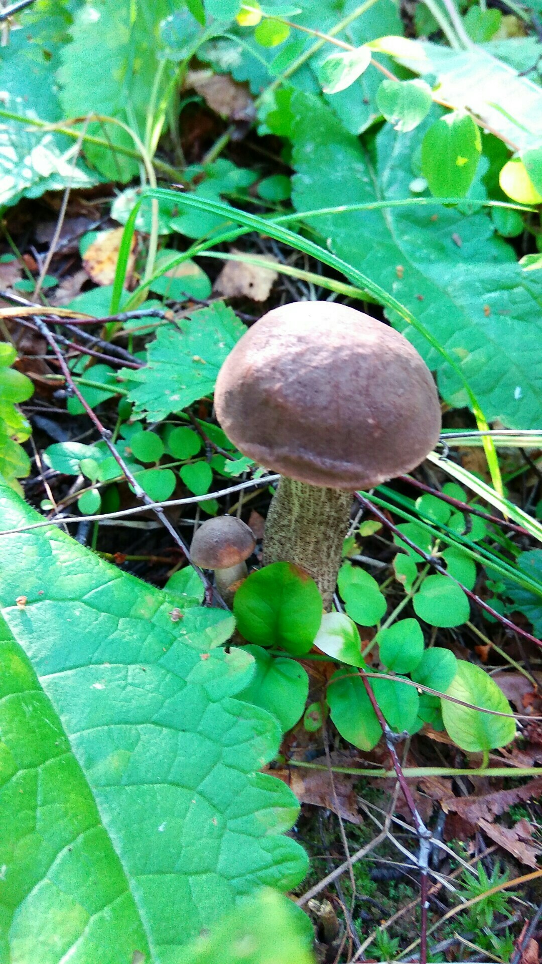 Silent hunt - My, Summer, Mushrooms, The photo, Silent hunt, Longpost