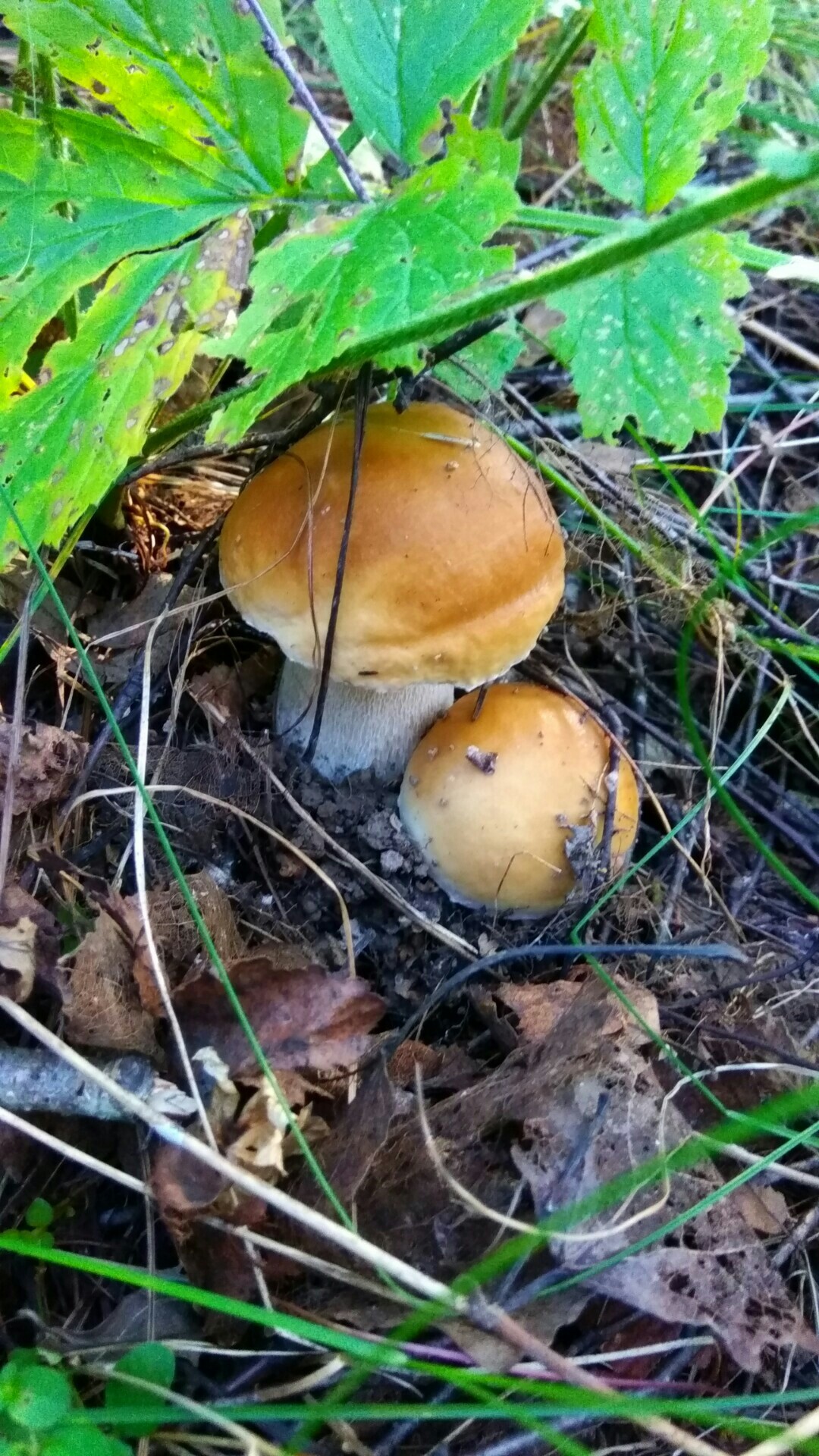 Silent hunt - My, Summer, Mushrooms, The photo, Silent hunt, Longpost