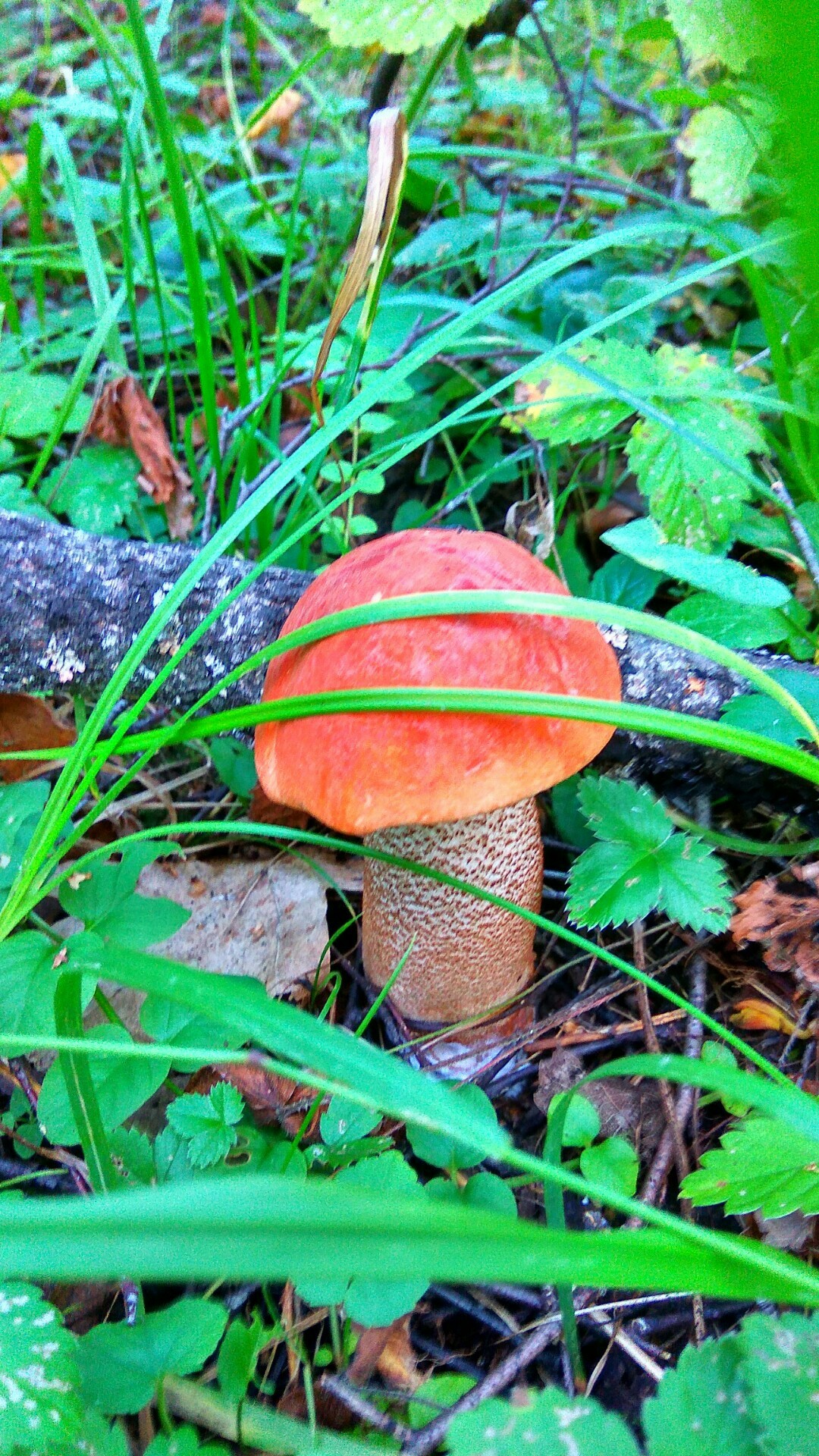 Silent hunt - My, Summer, Mushrooms, The photo, Silent hunt, Longpost