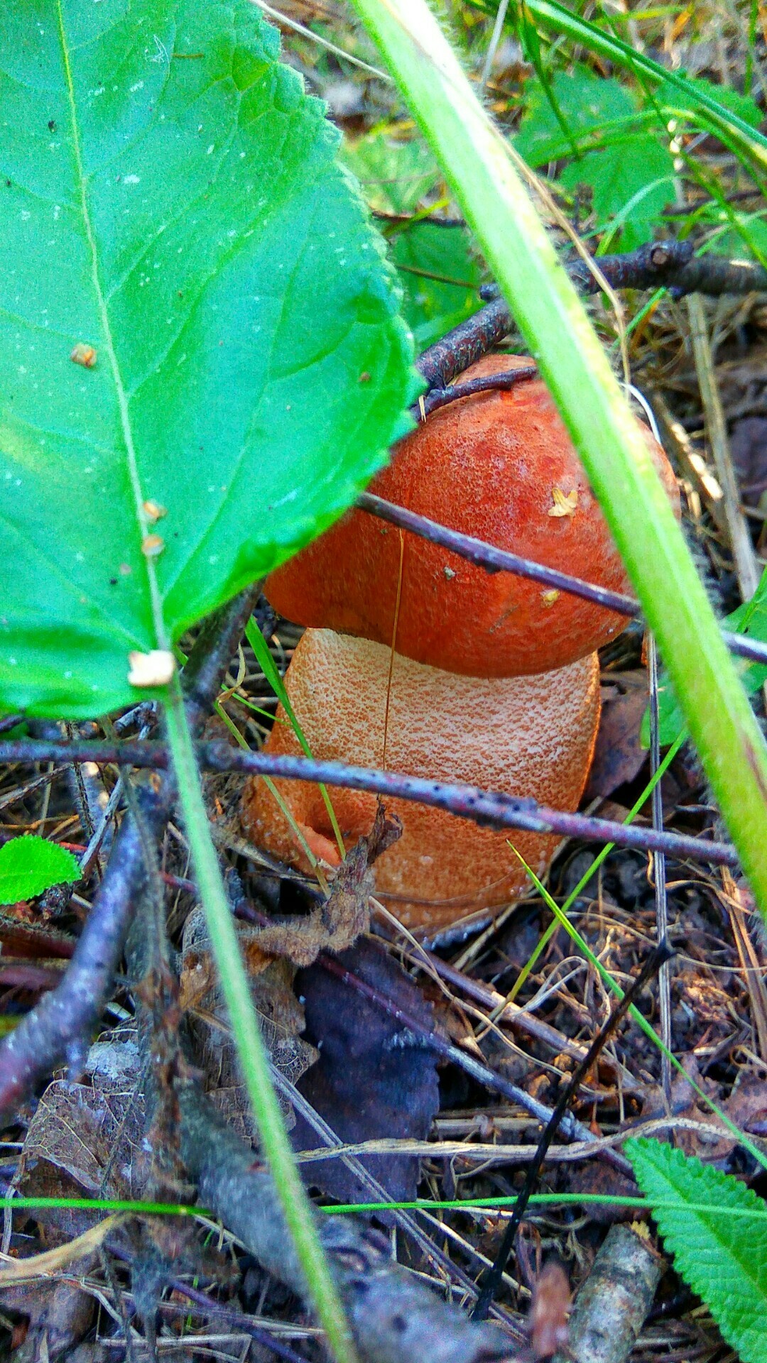 Silent hunt - My, Summer, Mushrooms, The photo, Silent hunt, Longpost