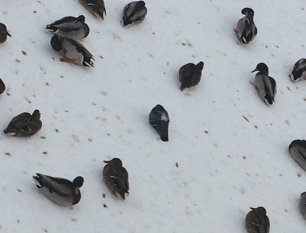 Seeds scattered...) - My, Seeds, Duck, Snow