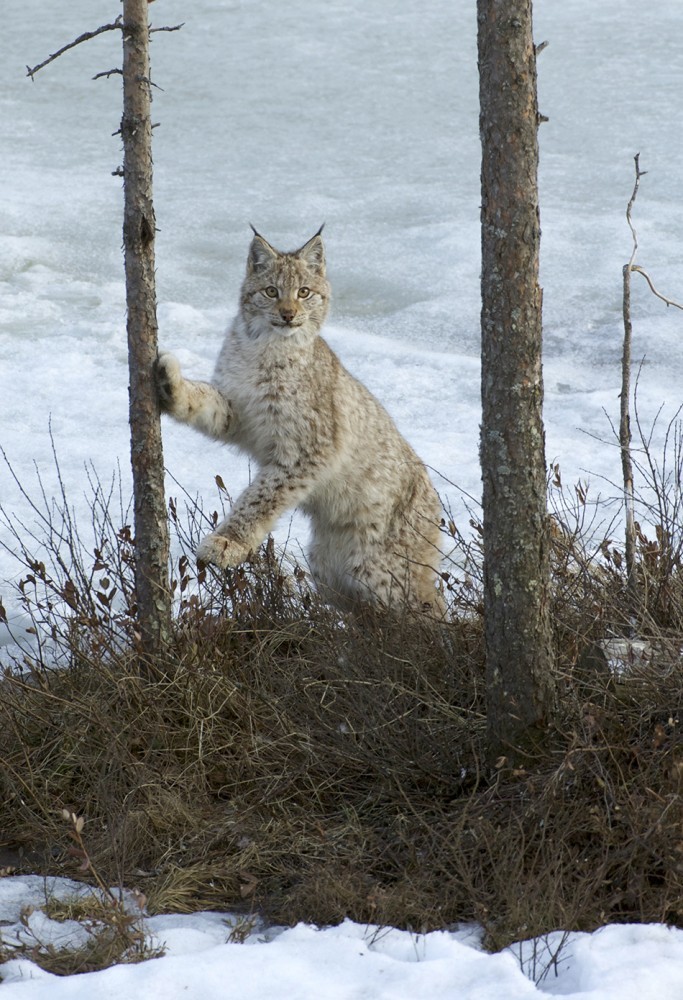 Lynx and manul - cats are cats! - Lynx, Pallas' cat, cat, Not mine, Valery Maleev, Longpost