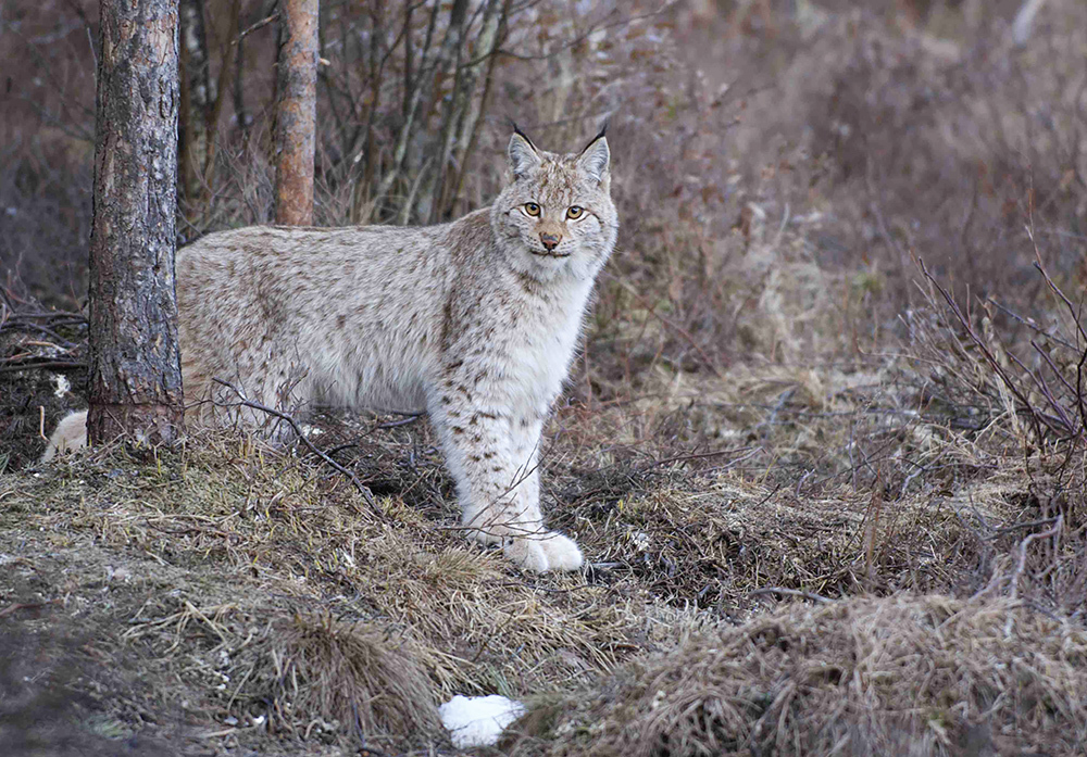 Lynx and manul - cats are cats! - Lynx, Pallas' cat, cat, Not mine, Valery Maleev, Longpost