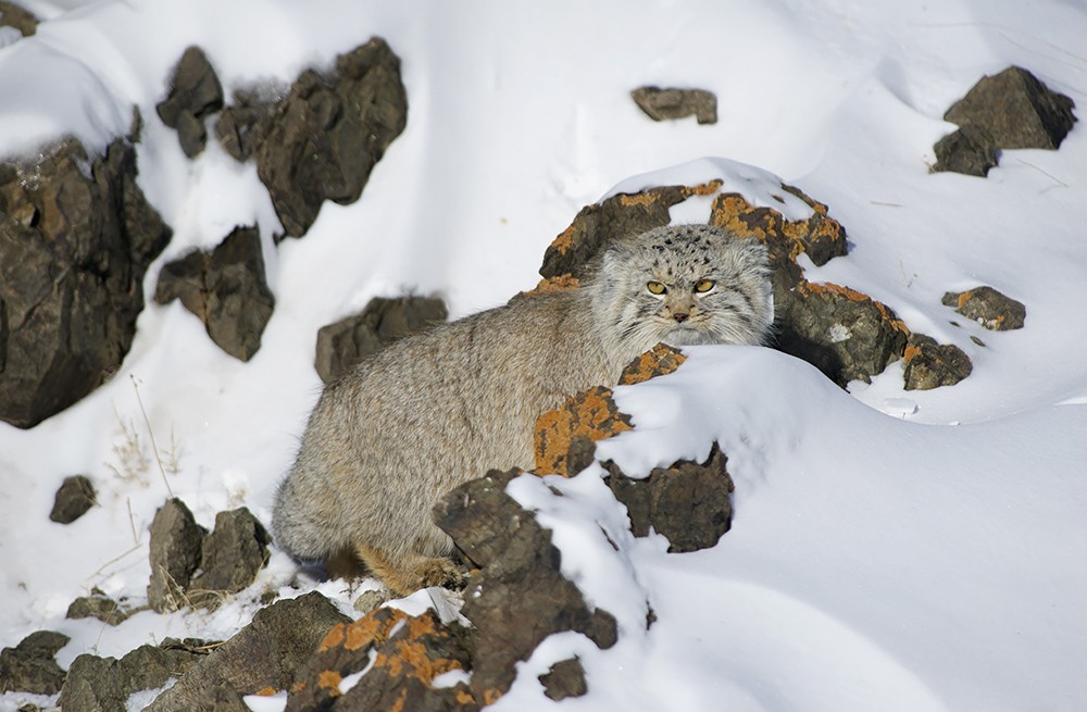 Lynx and manul - cats are cats! - Lynx, Pallas' cat, cat, Not mine, Valery Maleev, Longpost