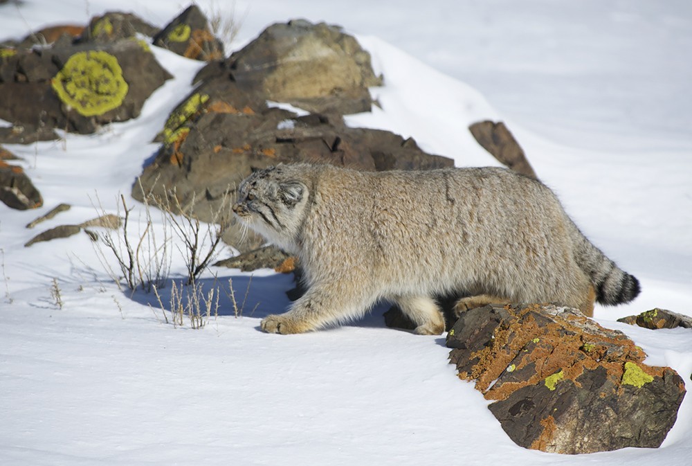 Lynx and manul - cats are cats! - Lynx, Pallas' cat, cat, Not mine, Valery Maleev, Longpost