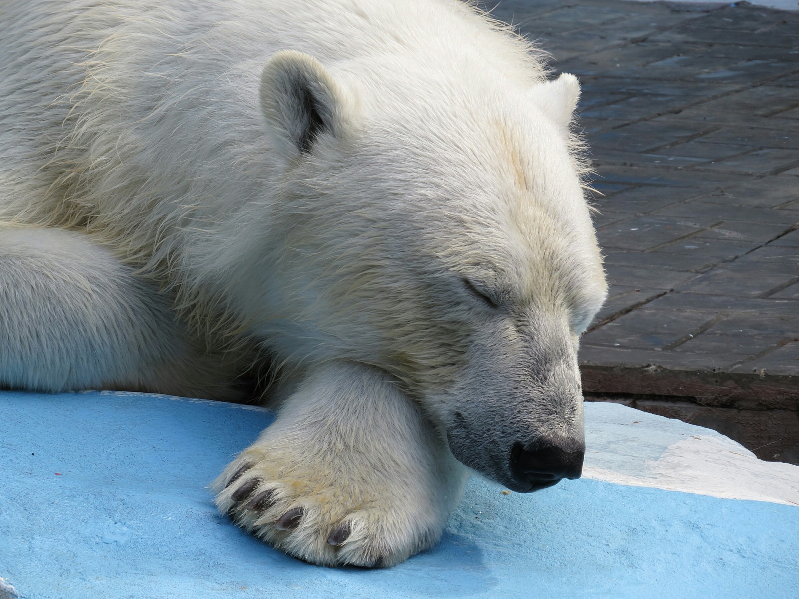 Novosibirsk Zoo. - My, Animals, The photo