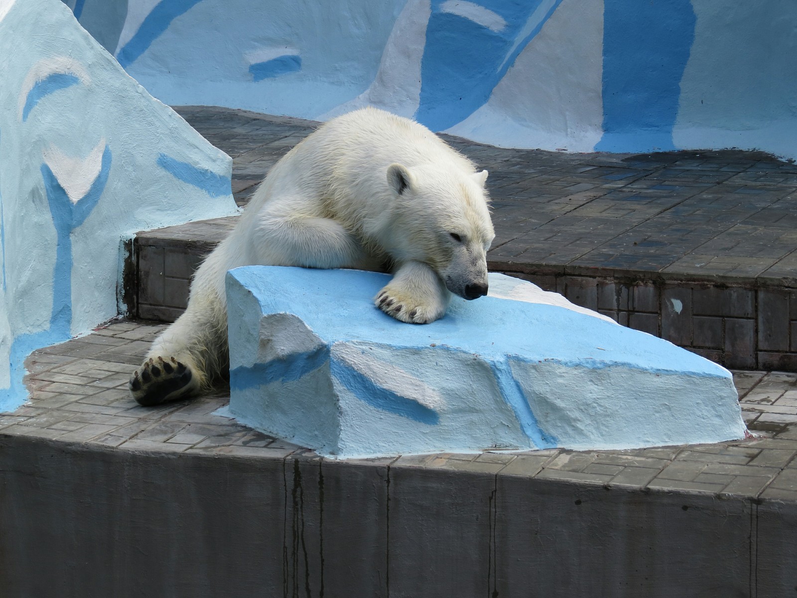 Novosibirsk Zoo. - My, Animals, The photo