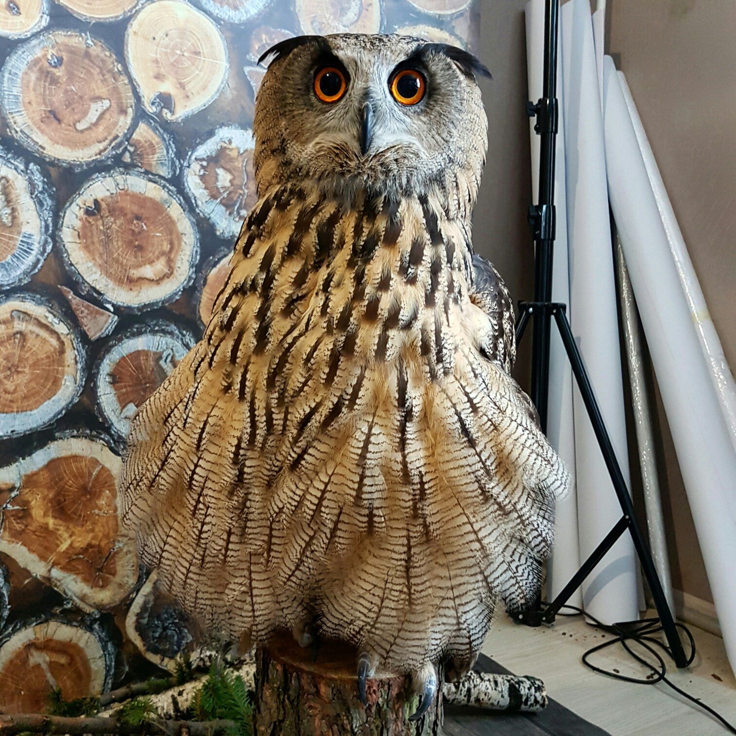 Eagle Owl and Maine Coon cat. - My, Yoll, Owl, Owl, cat, Maine Coon, House owls, Spruce, Video, Longpost