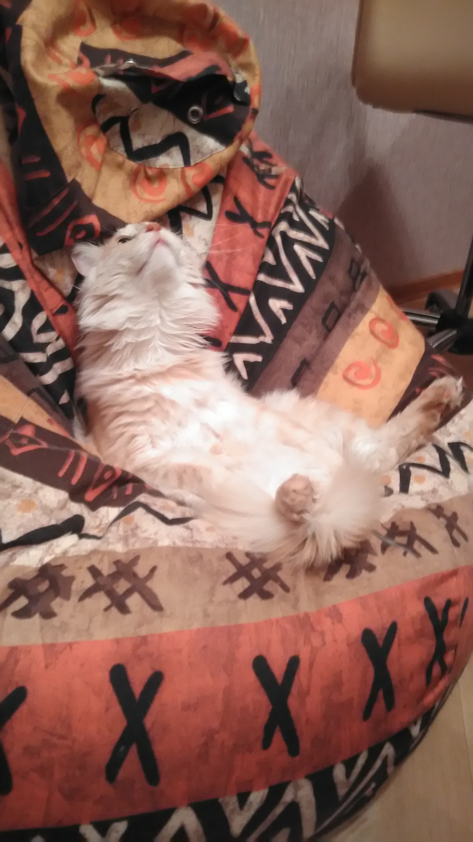 Like a boss) - My, cat, Boss, Boss