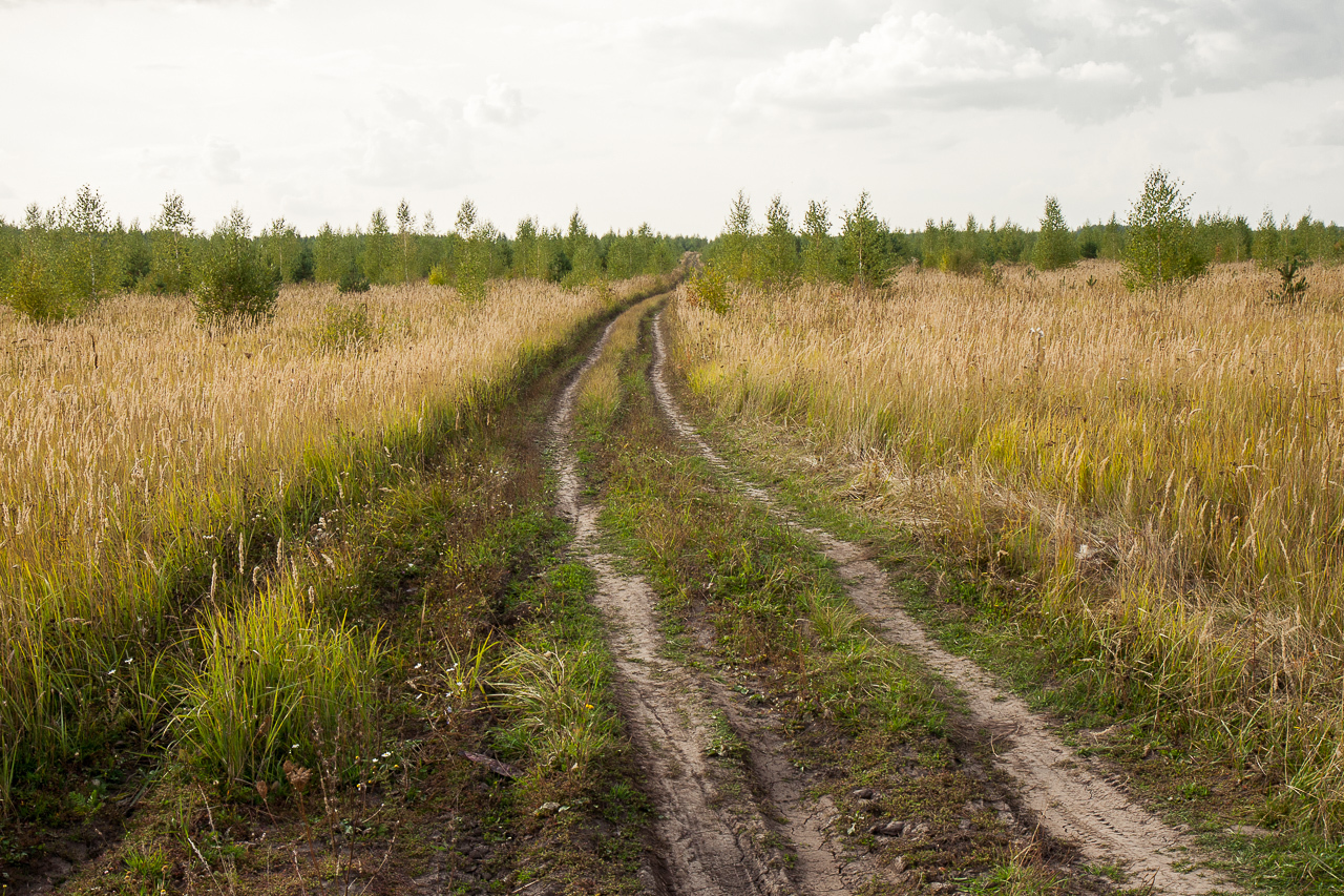 Mirkwood (not Tolkien) - Forest, Field, beauty