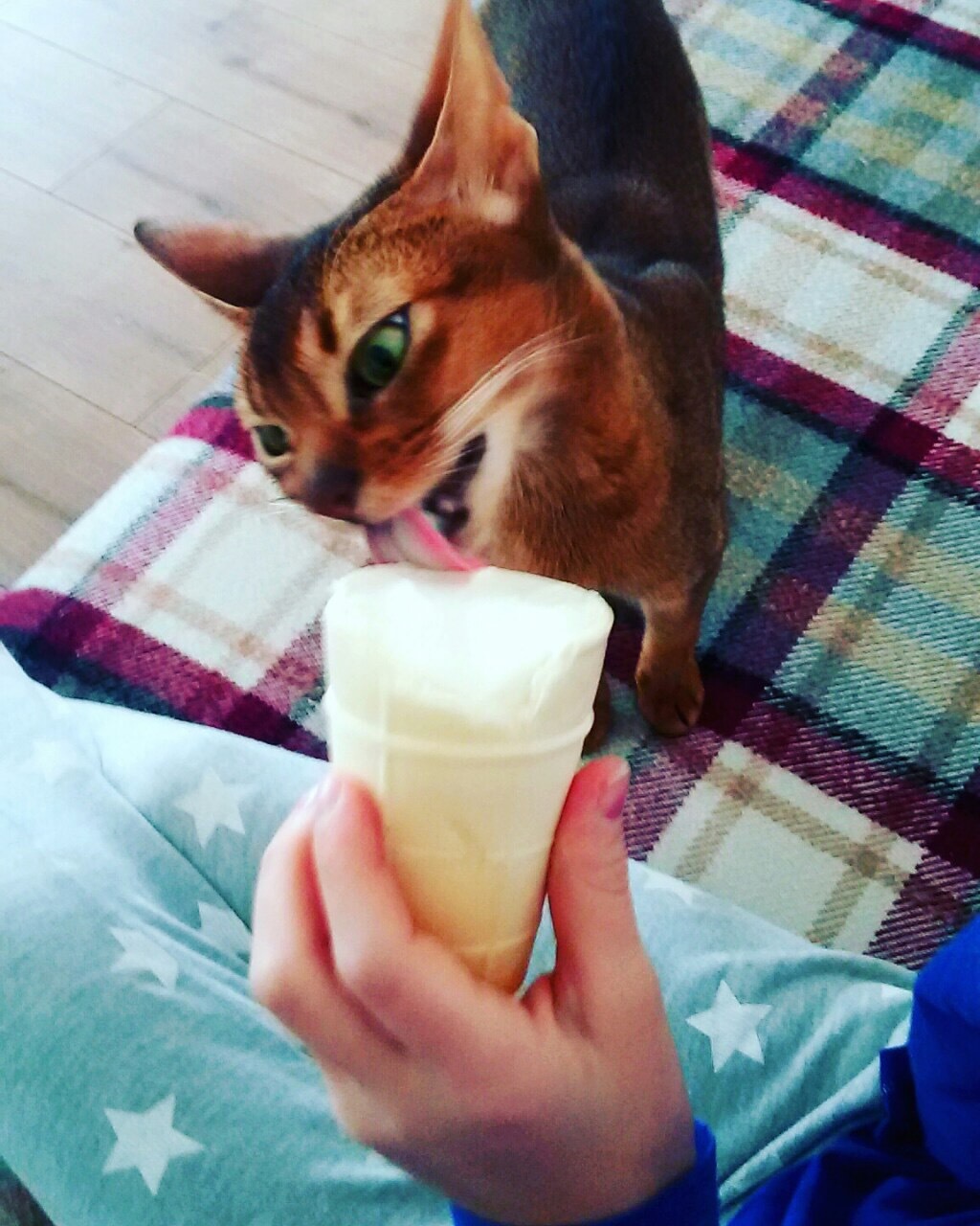 Do you like ice cream? - My, cat, Ice cream, , Abyssinian cat