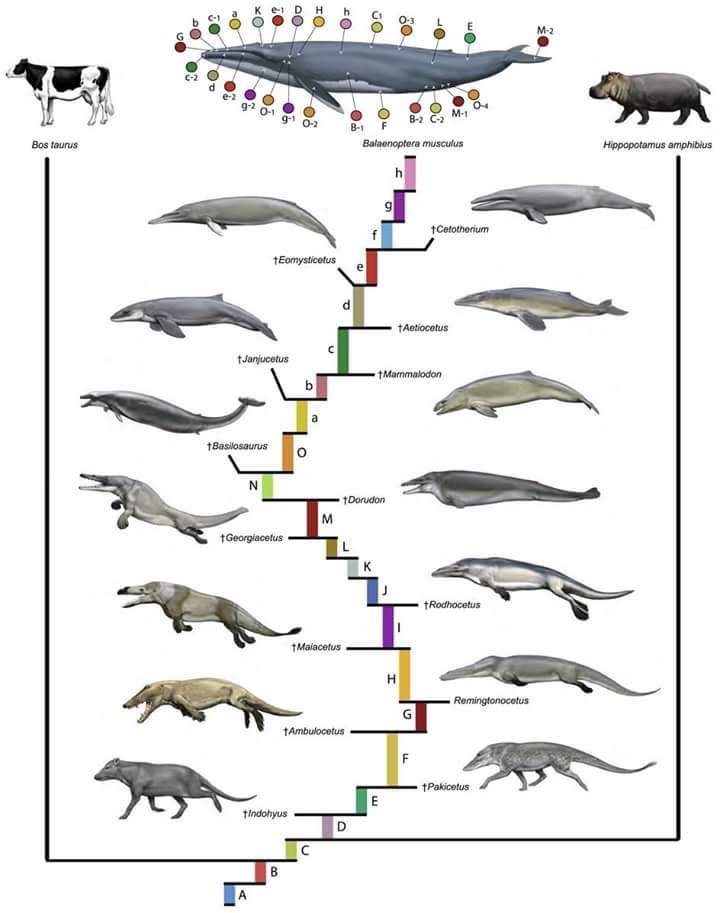 Why didn't dinosaurs invent the iPhone? - My, Evolution, Natural selection, Dinosaurs, Longpost, Biology