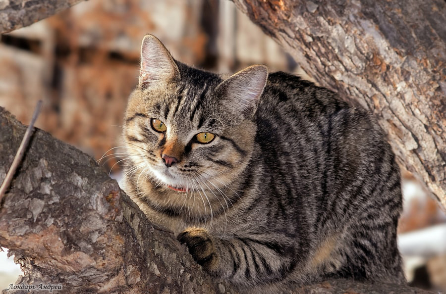 His name is Kon - My, cat, Mustachioed - Striped, Pet, Animals, Milota, Longpost, Pets