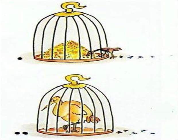 How to Catch Birds Mortgage, golden cage, etc. - Birds, Hunting, Cell, Trap, Mortgage, Golden Cage, Bait