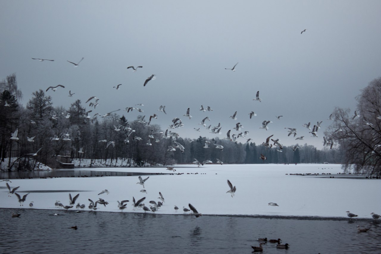 Gatchina near St. Petersburg - My, My, The photo, Winter, Gatchina, Hobby, Longpost