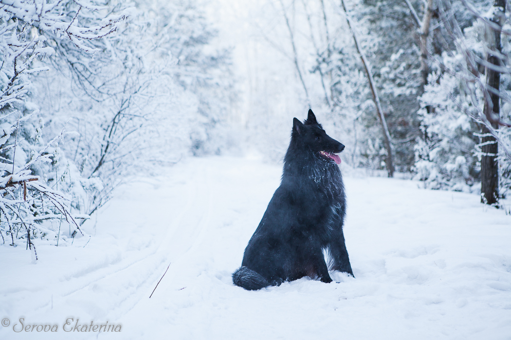 Black on white - My, Dog, Groenendael, Belgian shepherd, Snow, The photo, Images, Longpost