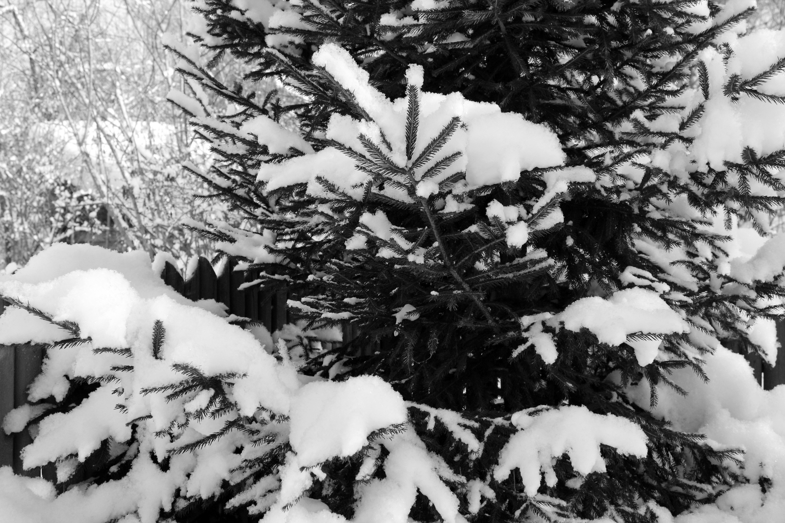 Winter is leaving - My, Winter, The photo, Not funny, Spring=Winter, Spring, Black and white