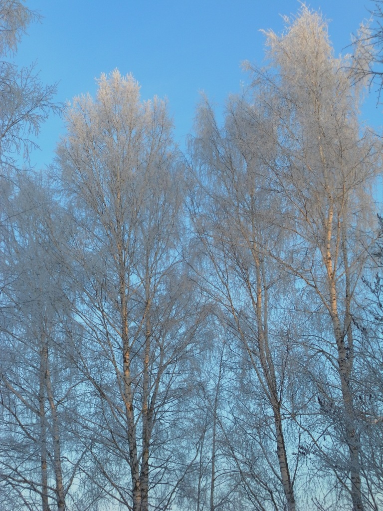 Winter in the Tver region - My, Winter, Tver region, Snowdrift, Forest, Walk, Longpost