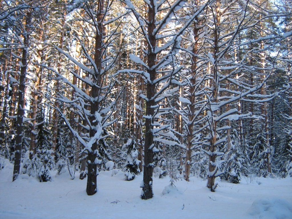 Winter in the Tver region - My, Winter, Tver region, Snowdrift, Forest, Walk, Longpost