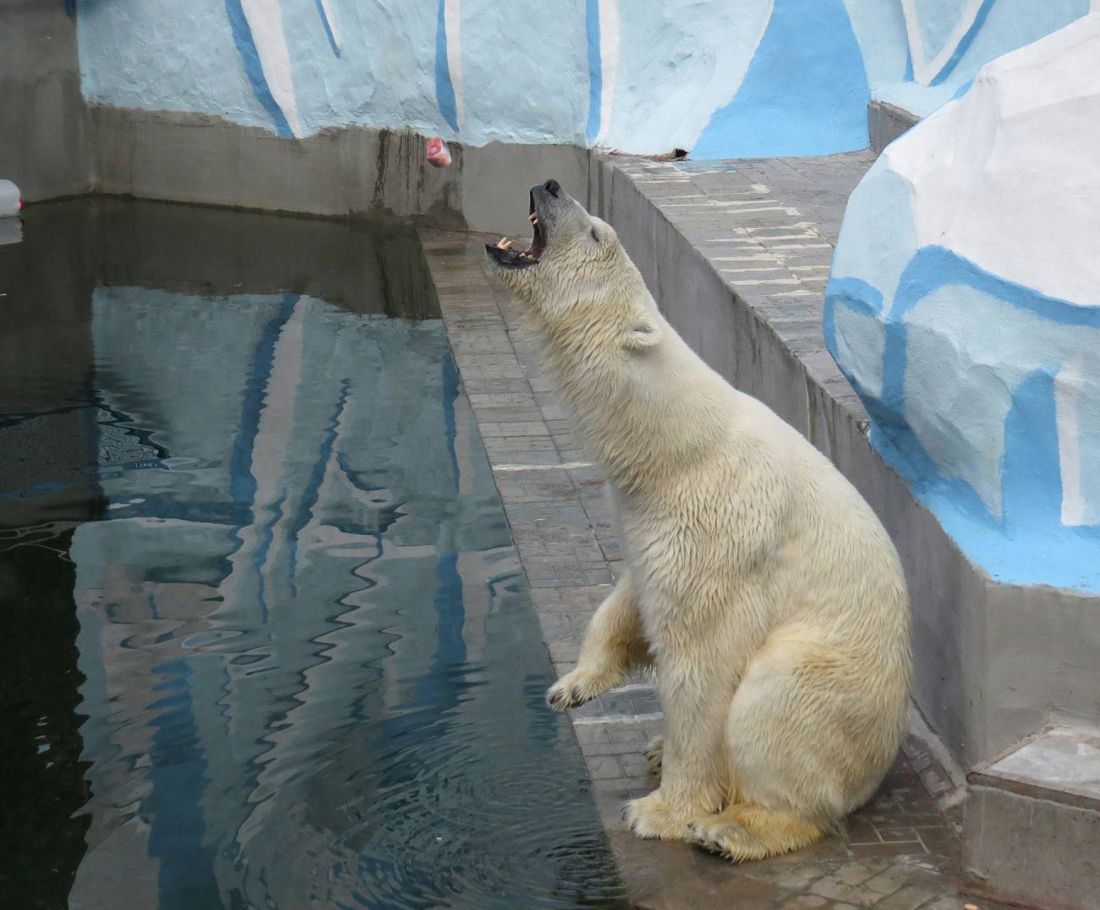 Novosibirsk Zoo. - My, Animals, The photo