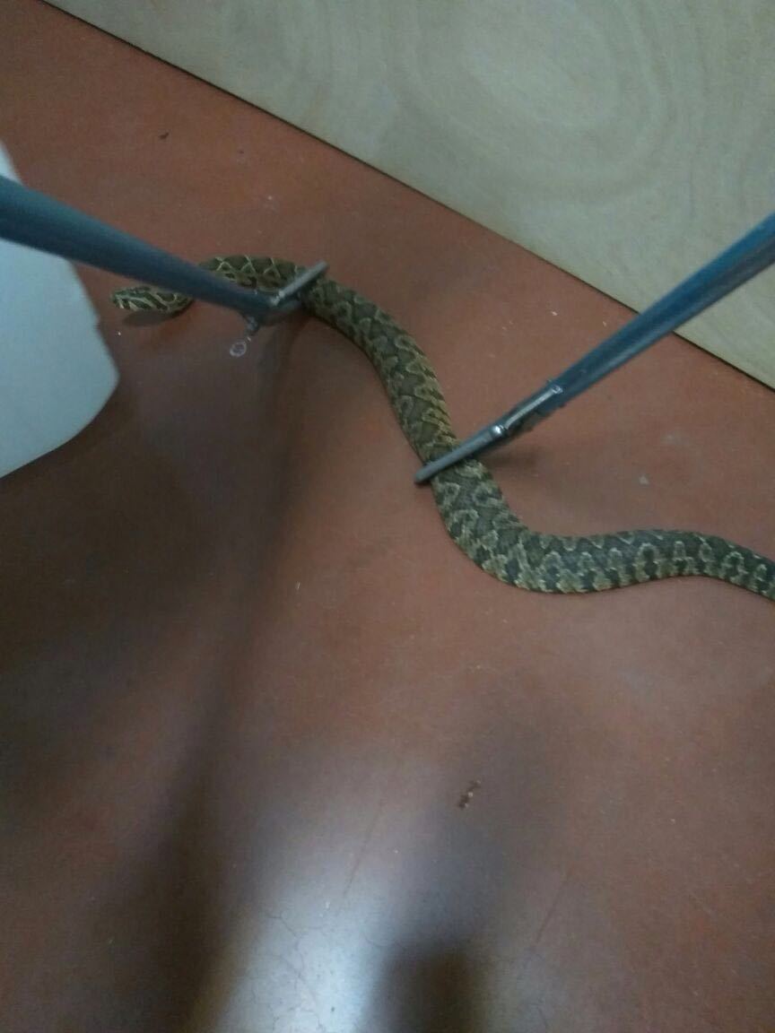 Guest at work - My, Snake, Guests, Longpost