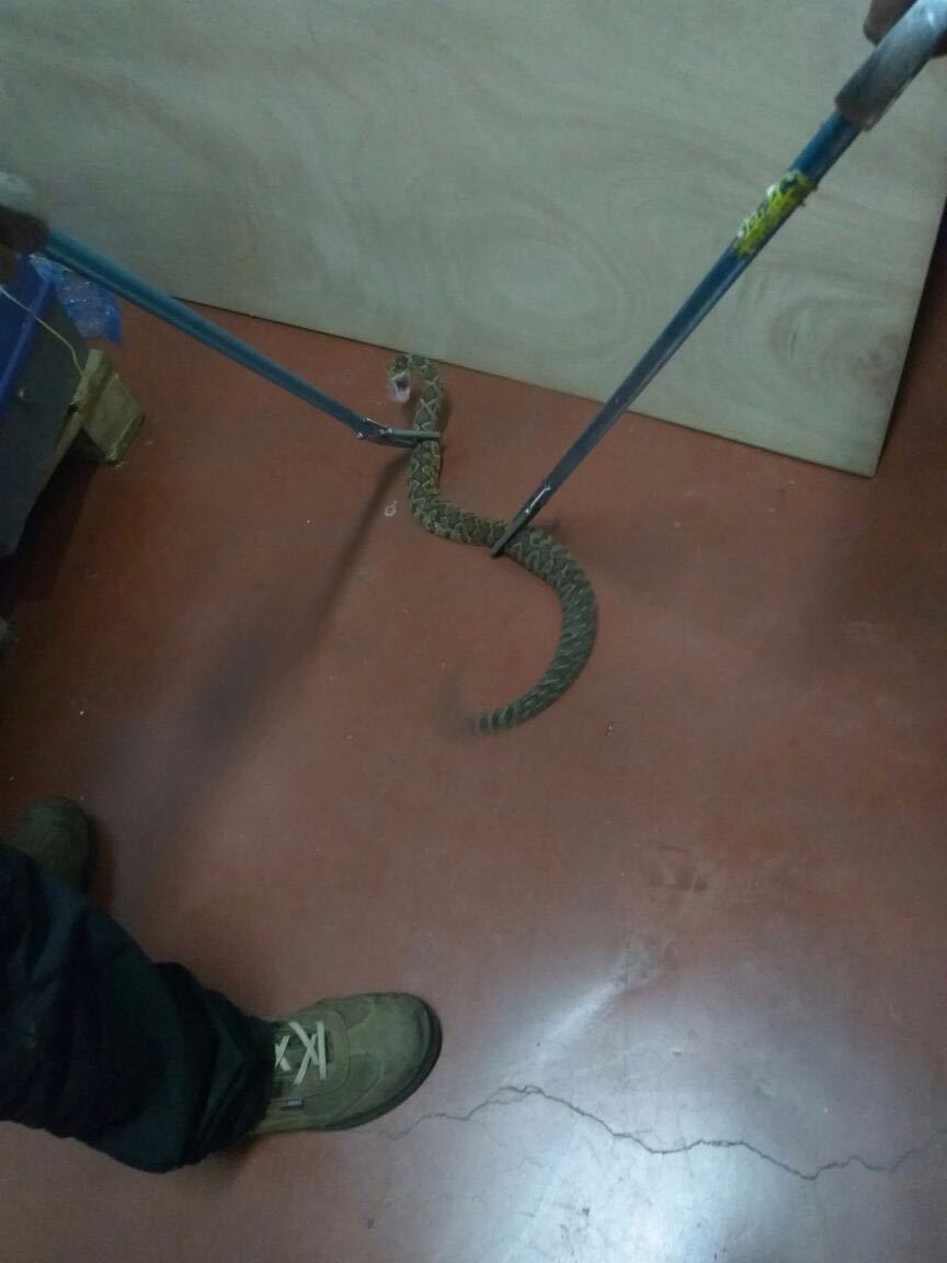 Guest at work - My, Snake, Guests, Longpost