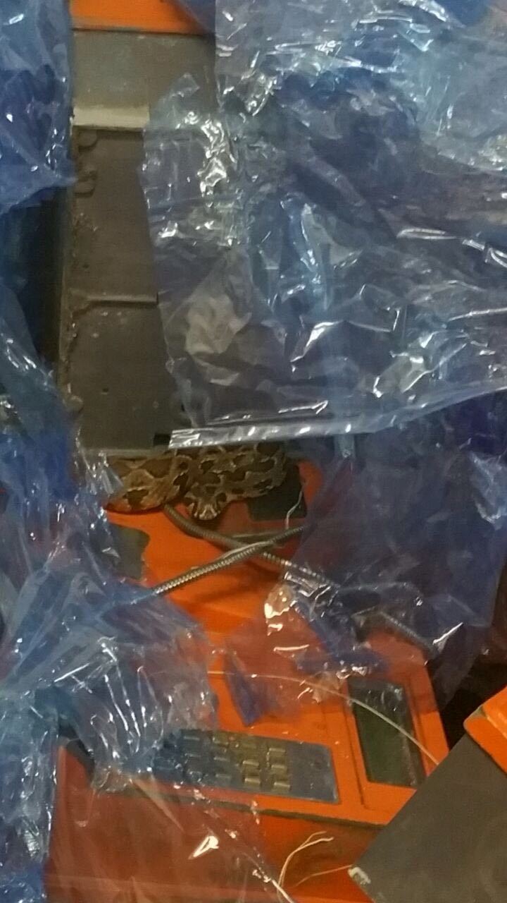 Guest at work - My, Snake, Guests, Longpost