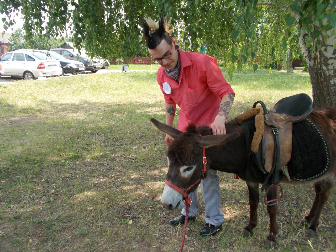 Donkey and Punk - My, Donkey, Punk rock, Humor