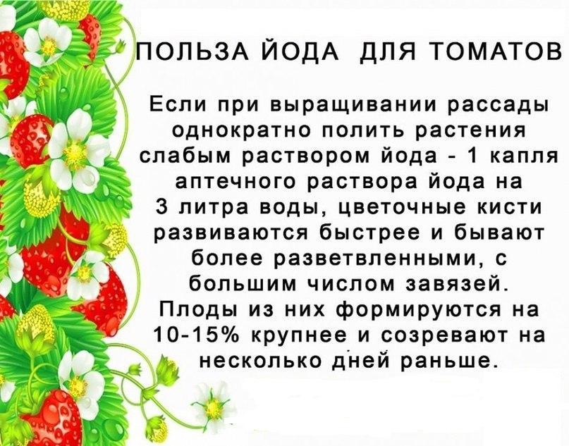 Полезные советы огороднику - Огород, Советы огороднику, Народные средства, Много букв, Длиннопост