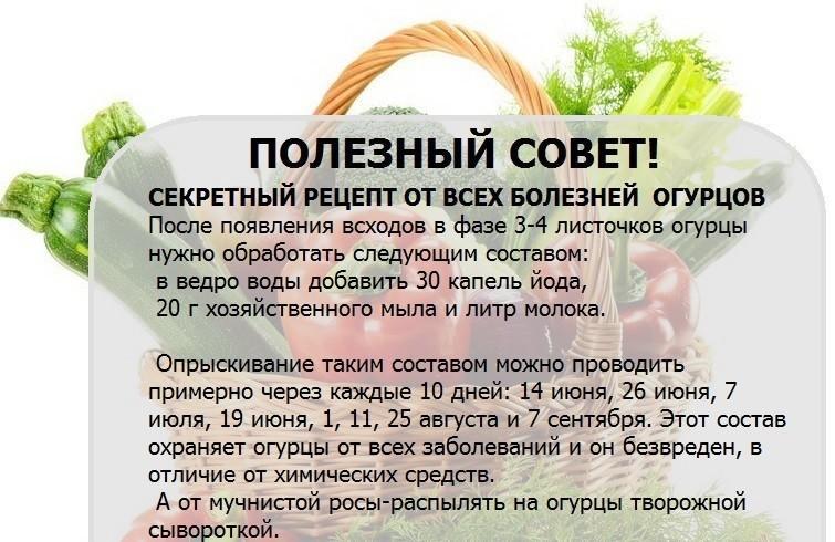 Полезные советы огороднику - Огород, Советы огороднику, Народные средства, Много букв, Длиннопост