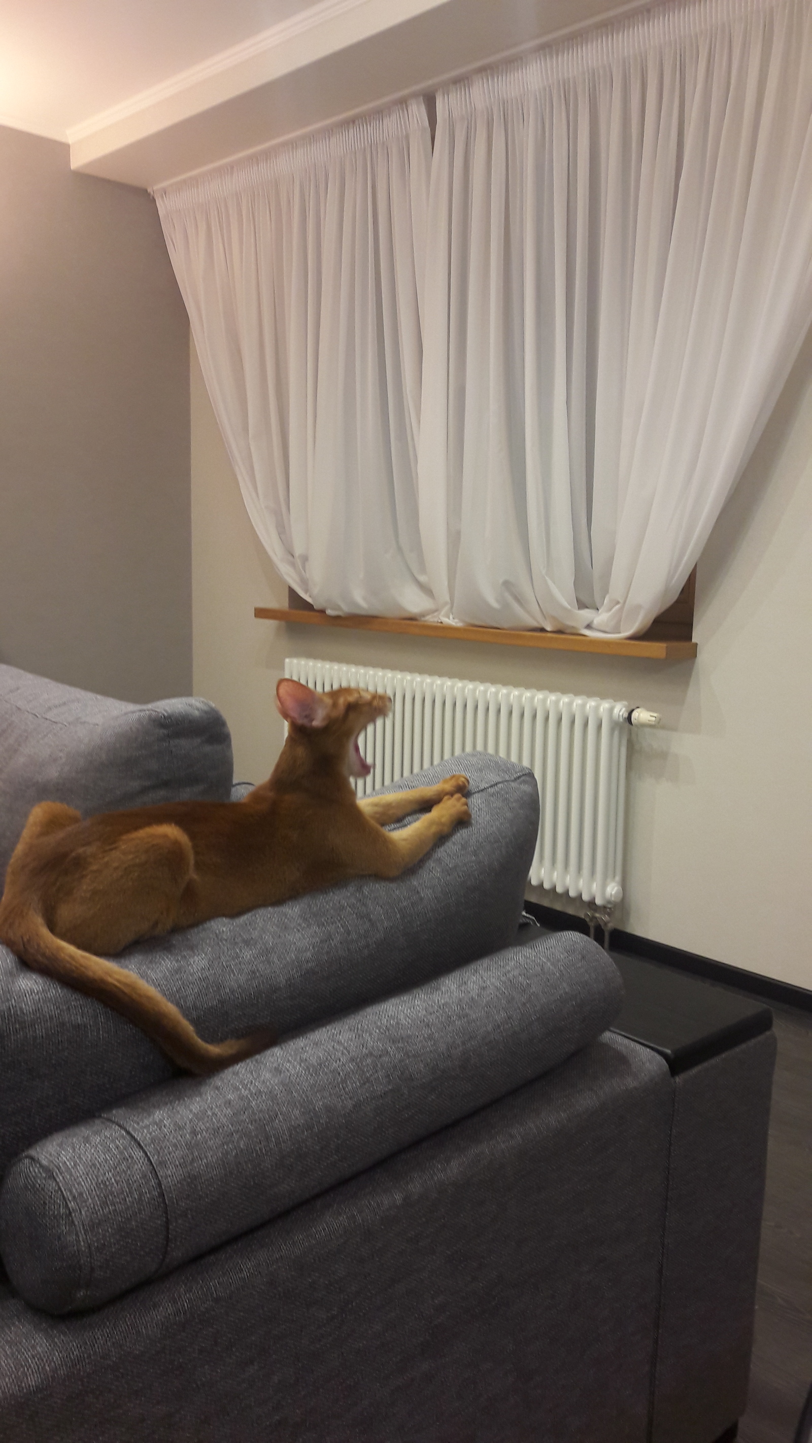 Bring back the curtains... - My, cat, Animals, Pets, Abyssinian cat, Longpost