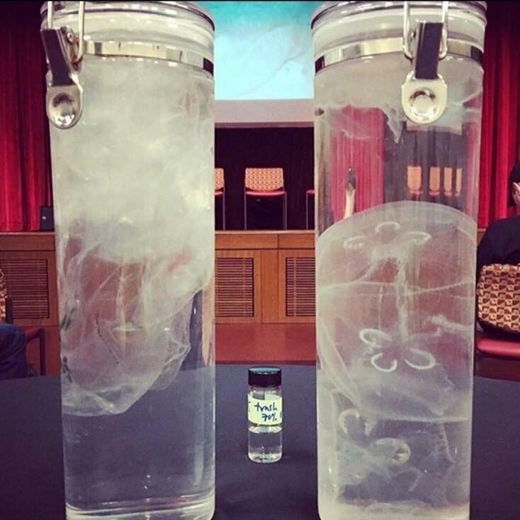 In one of these flasks there is a plastic bag and in the other a jellyfish ... now imagine that you are a hungry sea turtle - Jellyfish, Package