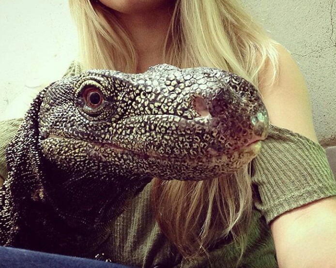 The kindest lizard in the world - Lizard, Monitor lizard, The photo, Kindness, Milota