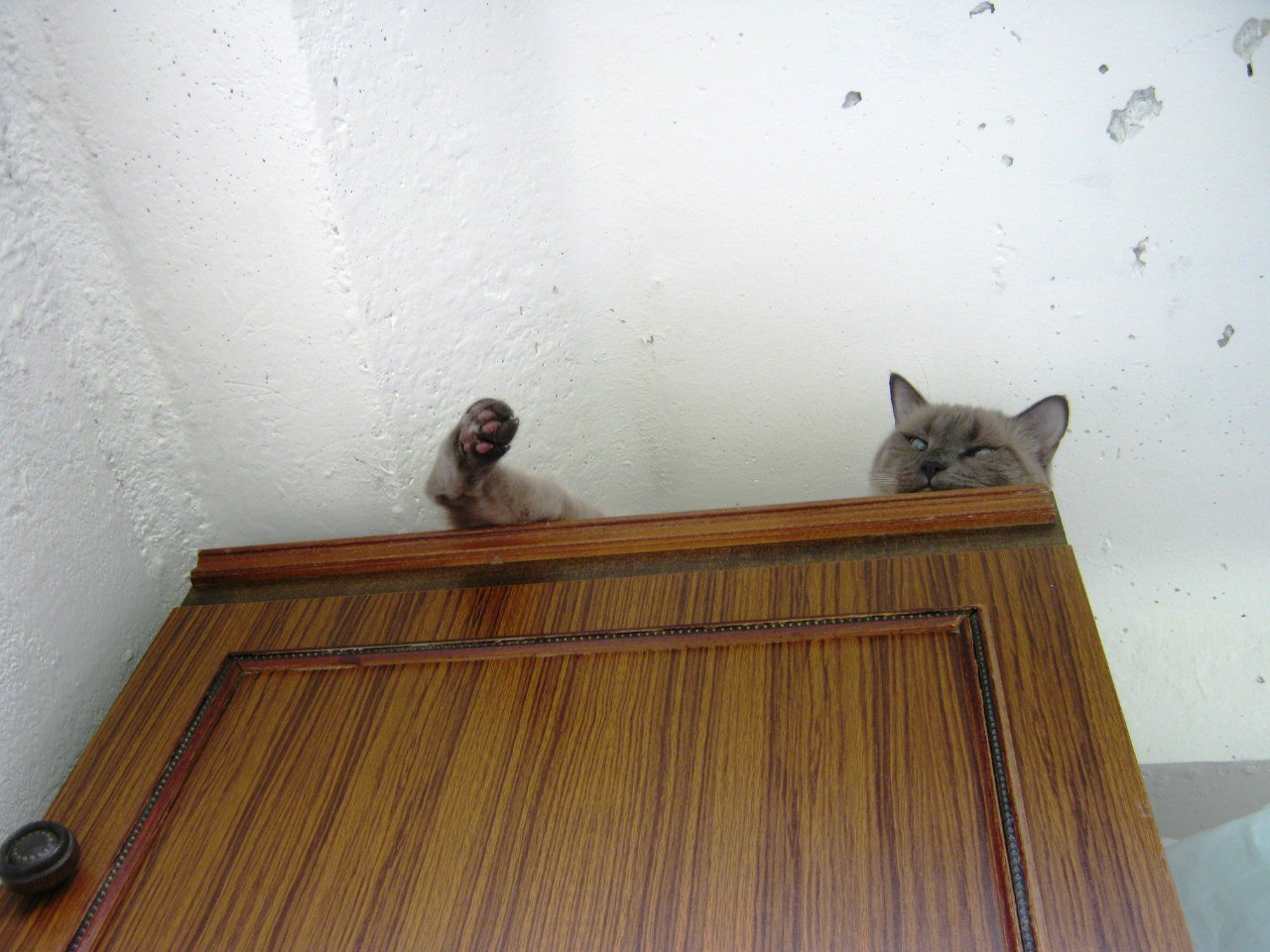 Кот сидит на шкафу