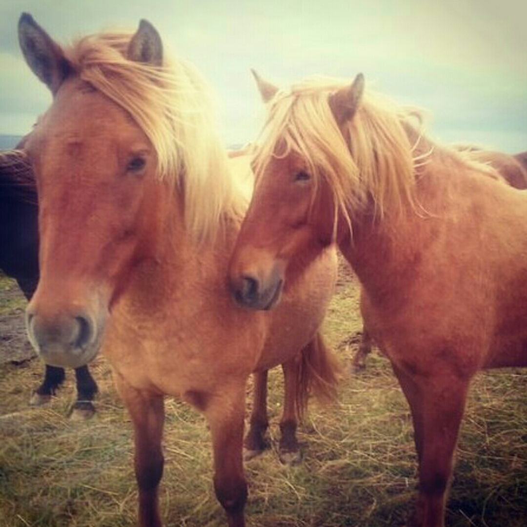 Icelandic horses - My, Horses, Horses, Iceland, Animals, Прическа, Hair, Travels, Longpost