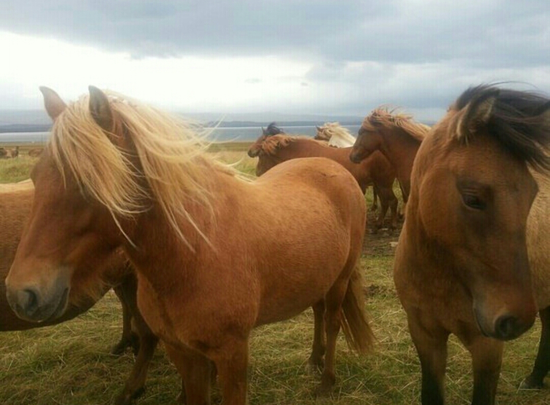 Icelandic horses - My, Horses, Horses, Iceland, Animals, Прическа, Hair, Travels, Longpost